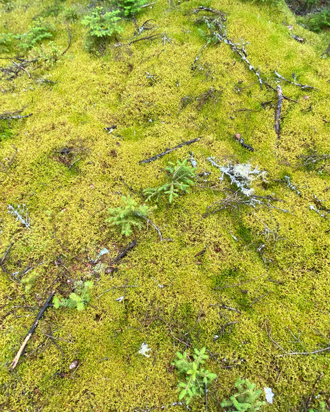 Green Bog Earring